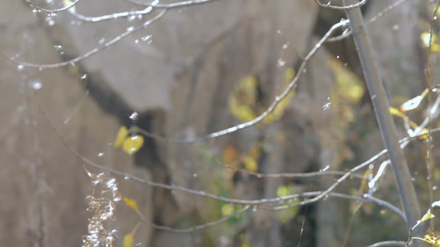 Tree In A Web Close-up