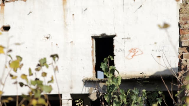 Destroyed Building In The Forest