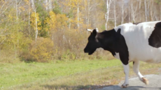 View From A Moving Car On A Cow