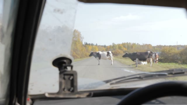 View From A Moving Car On The Cows