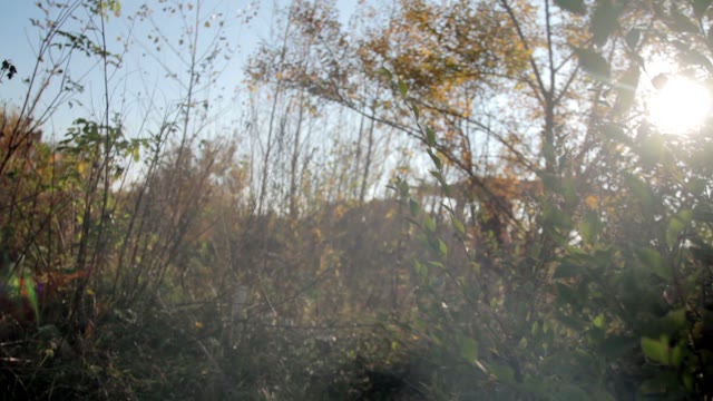 Man Walks With Retro Camera In The Wood