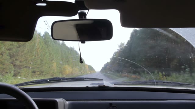 View From A Moving Car On The Woods