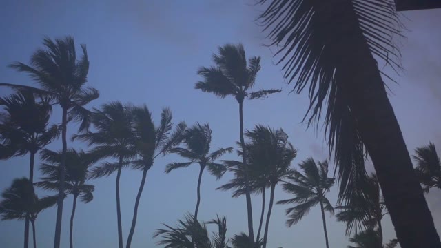 Palm Trees Wind