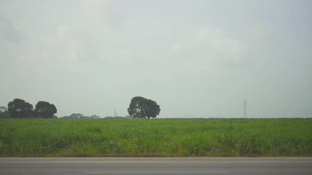 Beautiful Forest Landscape From The Window Of A Passing Car