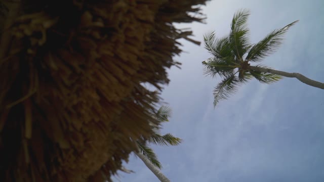 Palm Trees Wind