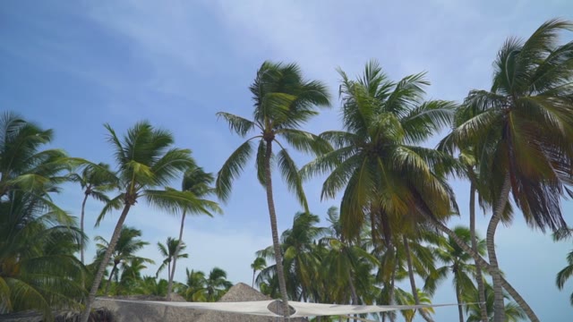 Palm Forest On The Ocean Shore