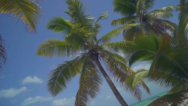 The Leaves Palm Tree In The Sky