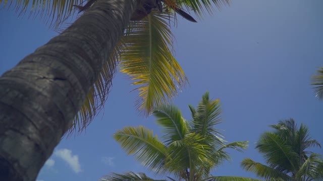 The Beautiful Leaves Palm Tree In The Sky