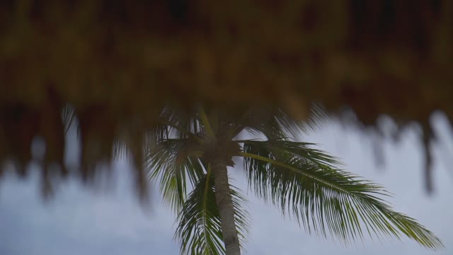 Bottom View On A Beautiful Palm Tree