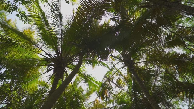 The Sun's Rays Through The Leaves Of Palm Trees