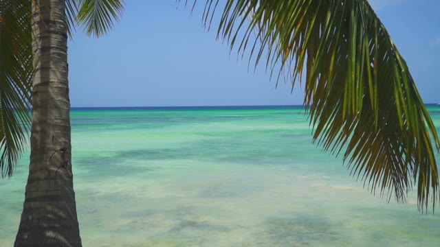 Incredible Views Of The Ocean Through The Leaves Of Palm Trees