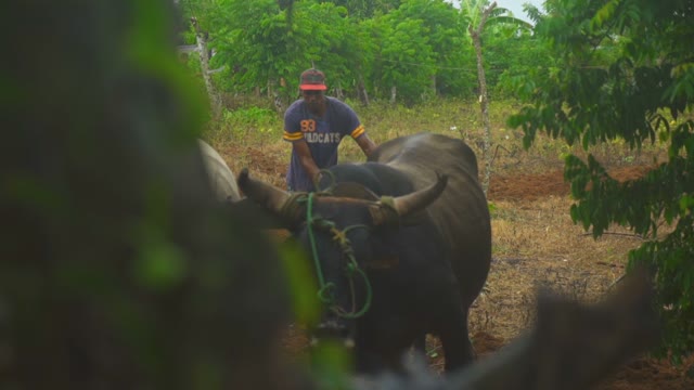 Black Man And Bulls Plowed Field