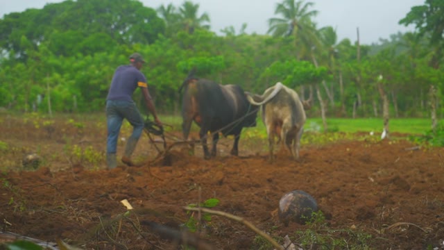 Plowman Is Working In The Field With The Bulls