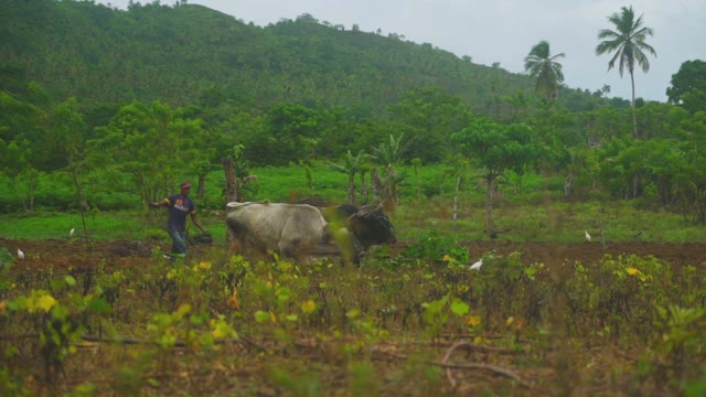 A Farmer Plowing A Field By A Bulls On The Field Among The Green Forest