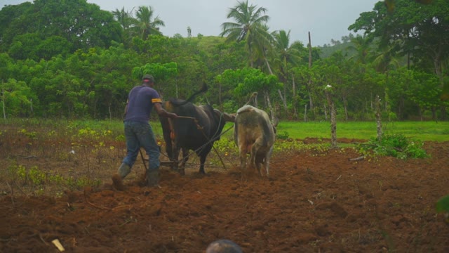 The Farmer Is Engaged In Work On The Field Among The Green Forest