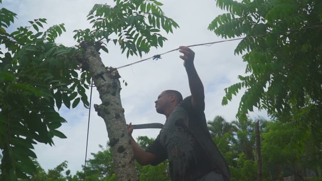 The Dark-skinned Man Chops Off Interfering Branches Of Tropical Trees