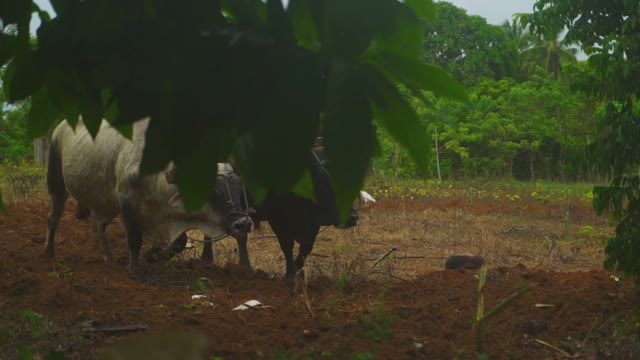Bulls Plowed Land With A Farmer