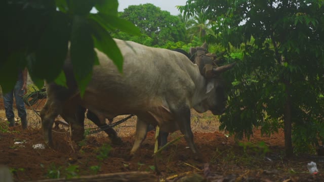 Bulls Plowed Land With A Farmer In A Large Green Forest
