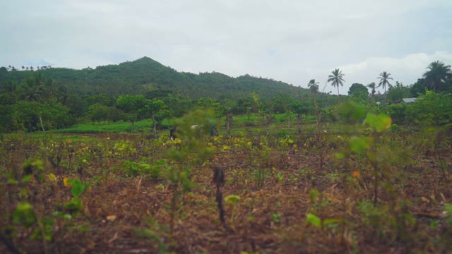 Among The Huge Rainforest And Mountains Runs The Farmer And His Oxen