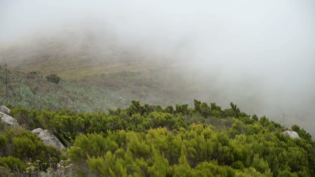 Lots Of Bushes Shaking In The Mist