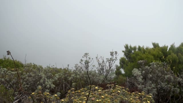 Lots Of Bushes Shaking In The Wind