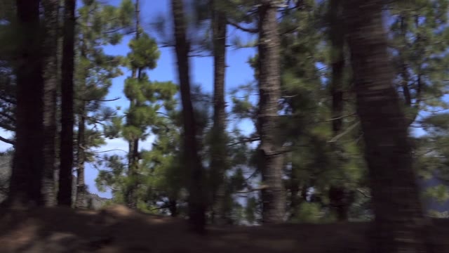 Car On The Road Moving Through Forest