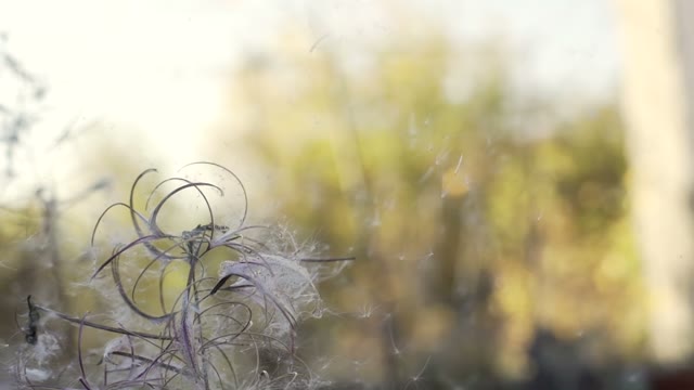 Fluff Of Dandelion Fly Apart Close-up