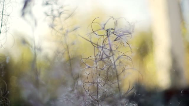 Fluff Of Dandelion Fly Apart Close-up