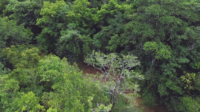 The View On The Thick Green Forest With Their Palms And Tropical Trees And