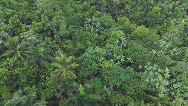 The Tops Of Palm Trees And Tropical Trees And Large Beautiful Waterfall, Aerial