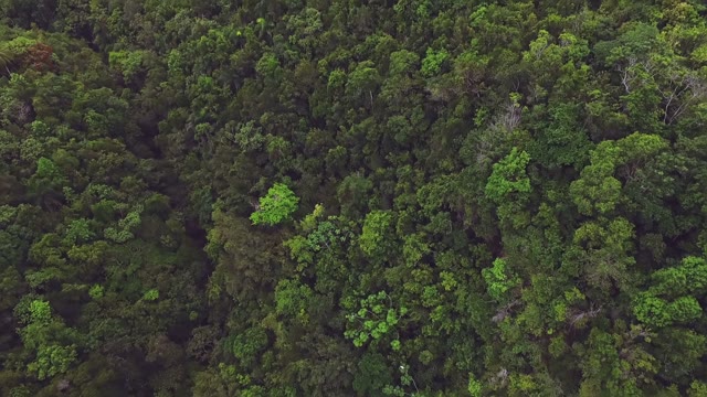 Aerial View Of The Hills And The Green Forests Of The Valley