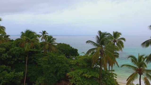 View Of The Ocean Among Expanses Of Palm Branches