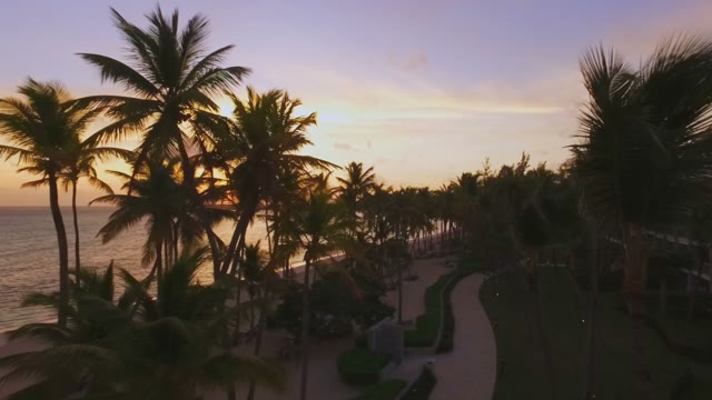 Palm Trees And A Beautiful Island In The Golden Sunset, Aerial