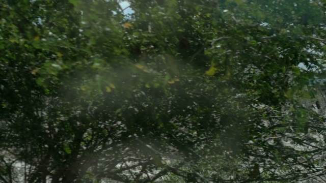 View From A Moving Vehicle