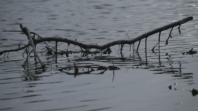 Luster Of Autumn River And Dried Branches
