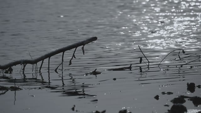 Dried Branches In The River