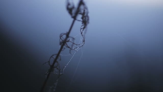 Dried Plants In The Web In The Fog