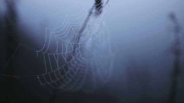 Web Sways In The Wind