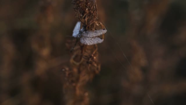 Dragonfly Sits On A Bush With Dew In The Evening