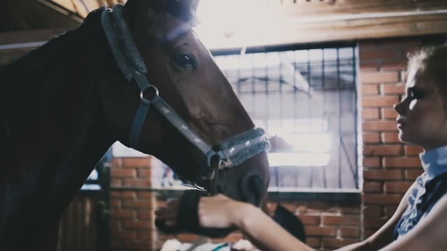 Beautiful Girl Horsewoman Brushes Muzzle Of His Horse