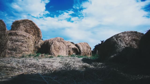 Rider Walks The Horses Among Many Haystacks