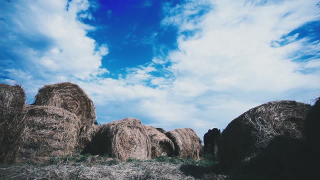 Horsewoman Walks The Horses Among Many Haystacks