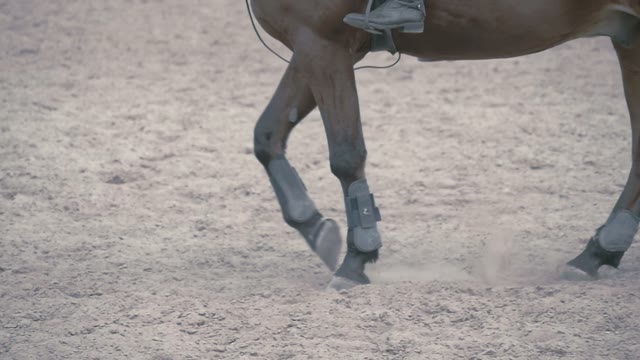 Horse Legs Walking On Sand