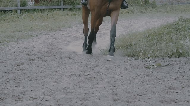 Horse Legs Run Along The Sand