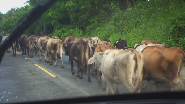 Many Cows Are On The Roadway During A Light Rain