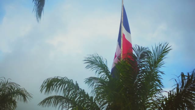 View From A Bus On The Flag Among The Palms