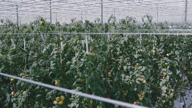 Highest Bushes With Green And Red Tomatoes In A Greenhouse