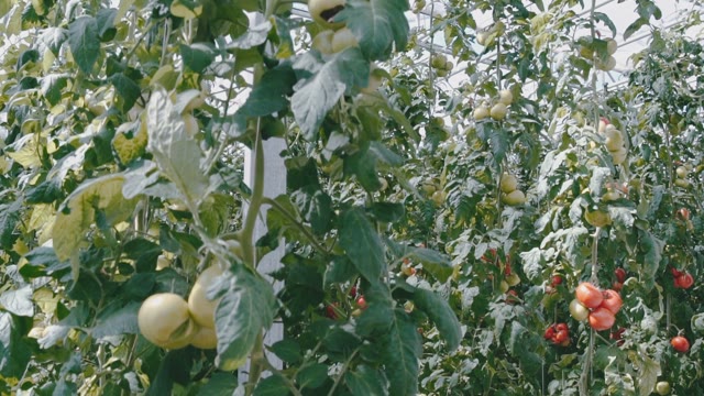 Highest Bushes With Ripening Tomatoes In A Greenhouse