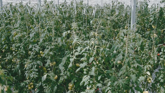 Huge Bushes With Tomatoes In A Greenhouse