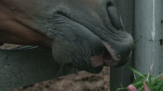 Horse Eating Grass From The Hand Close-up
